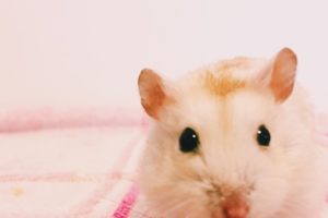 ジャンガリアンハムスターのチっ君