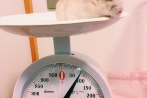 ジャンガリアンハムスター：チっ君