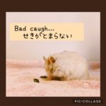 咳が止まらない