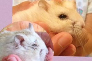 ハムスター目ヤニ