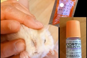 ハムスター目薬