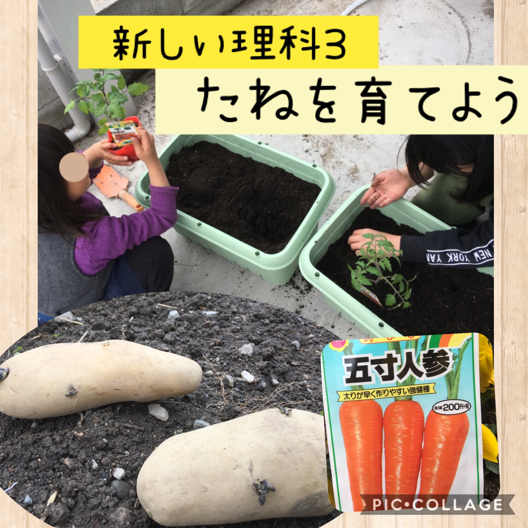 たねをまこう 新しい理科3 コロナ休校親子学習指導案 Maikoism たねをまこう 新しい理科3 コロナ休校親子学習指導案 Maikoism
