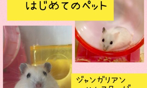 ジャンガリアンハムスターおすすめの飼育グッズ トータルコストは Maikoism