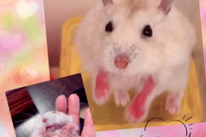 ハムスター皮膚病治療中