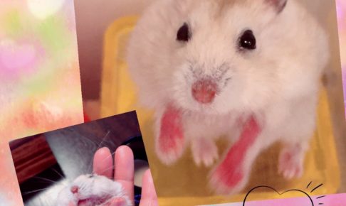 ハムスター皮膚病治療中