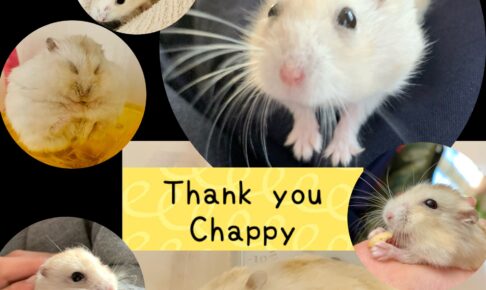 chappy