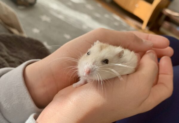 チャッピー