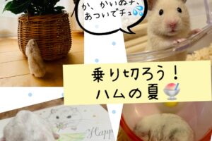ハムスター