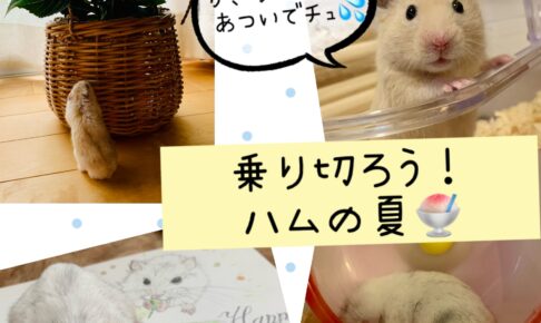 ハムスター