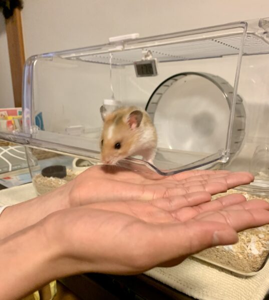 チビすけ